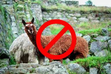 Llama